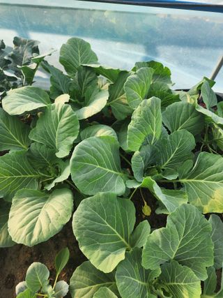 김영희님의 자유주제 · 자유게시판 작성글 사진