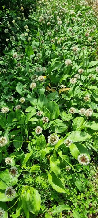 한밭농원님의 자유주제 · 자유게시판 작성글 사진