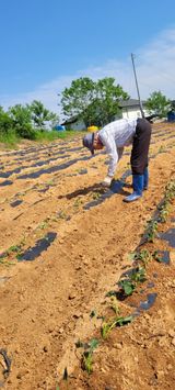 팜모닝 자유주제·자유게시판 게시글 이미지