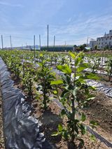 팜모닝 자유주제·자유게시판 게시글 이미지