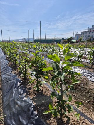 우리농원님의 자유주제 · 자유게시판 작성글 사진