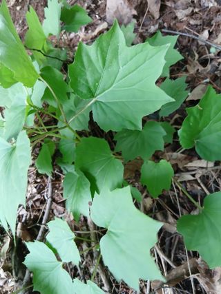 무료지식나눔 팜닥터님의 자유주제 · 자유게시판 작성글 사진