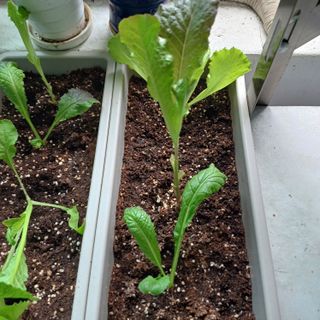 감자님의 농사, 무엇이든 물어보세요! · 참여글 작성글 사진