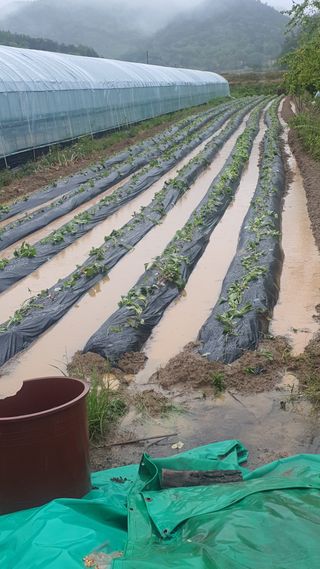 한밭농원님의 자유주제 · 자유게시판 작성글 사진