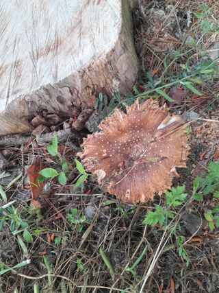 김민수산에서농사중님의 자유주제 · 자유게시판 작성글 사진