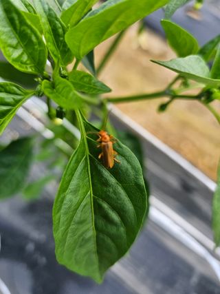 연모 자연의행복님의 농사, 무엇이든 물어보세요! · 참여글 작성글 사진