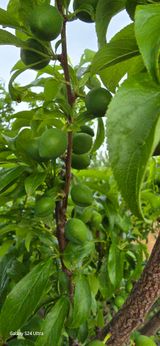 팜모닝 농사, 무엇이든 물어보세요!·참여글 게시글 이미지