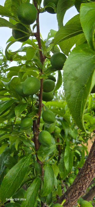 청산님의 농사, 무엇이든 물어보세요! · 참여글 작성글 사진