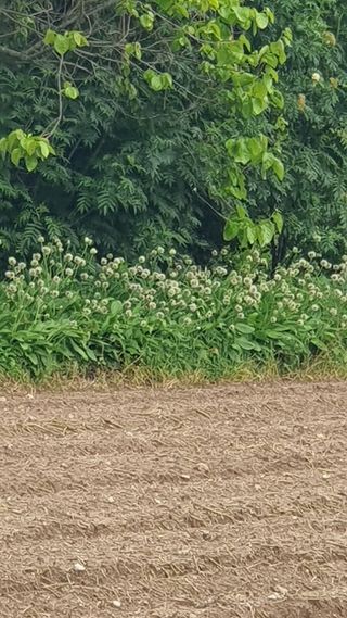 한밭농원님의 자유주제 · 자유게시판 작성글 사진