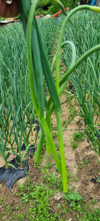 맹철영님의 농사, 무엇이든 물어보세요! · 참여글 작성글 사진