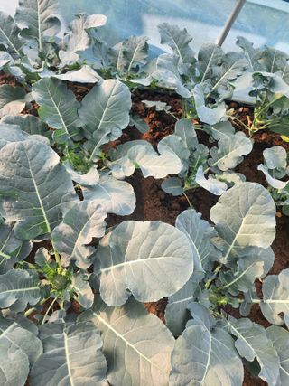 김영희님의 자유주제 · 자유게시판 작성글 사진