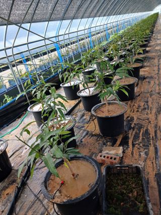 프리맨농부님의 자유주제 · 자유게시판 작성글 사진