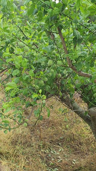 한밭농원님의 자유주제 · 자유게시판 작성글 사진