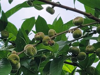 김안식~납작복숭아님의 🍎 농부님들! '적과'하셨나요? · 참여글 작성글 사진