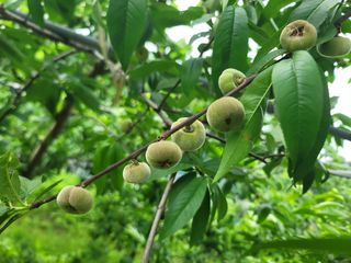 김안식~납작복숭아님의 🍎 농부님들! '적과'하셨나요? · 참여글 작성글 사진
