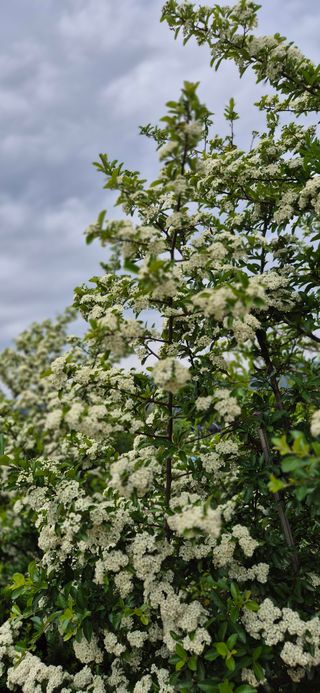 달맛햇복숭아농원님의 자유주제 · 사진전 작성글 사진
