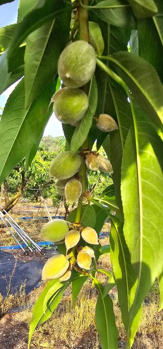 뿌리묘목농원님의 자유주제 · 자유게시판 작성글 사진