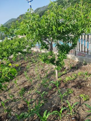 김용대님의 자유주제 · 자유게시판 작성글 사진