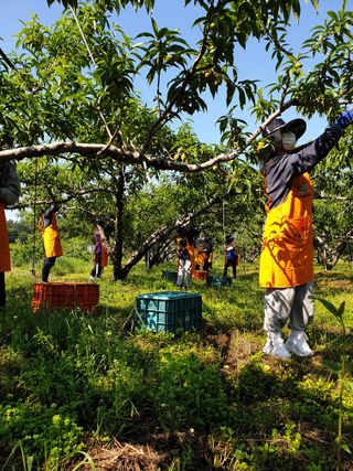우창구님의 🍎 농부님들! '적과'하셨나요? · 참여글 작성글 사진