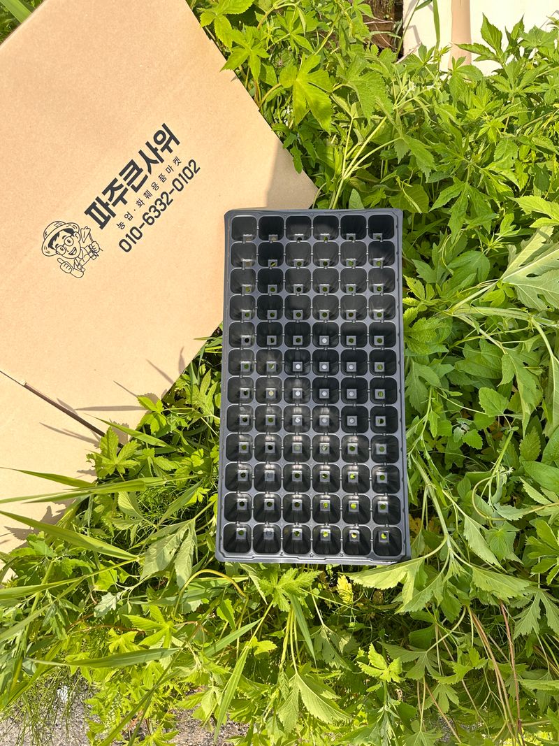 장터 상품 [모종판 72구 트레이 우체국 오늘출발] 썸네일