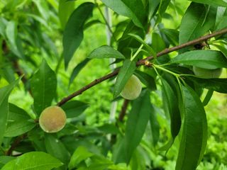 김안식~납작복숭아님의 🍎 농부님들! '적과'하셨나요? · 참여글 작성글 사진