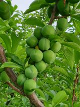 팜모닝 🍎 농부님들! '적과'하셨나요?·참여글 게시글 이미지