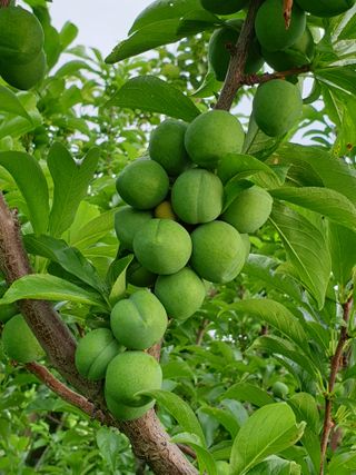 우창구님의 🍎 농부님들! '적과'하셨나요? · 참여글 작성글 사진