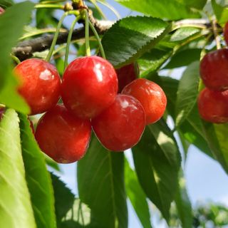 복주농장님의 자유주제 · 자유게시판 작성글 사진