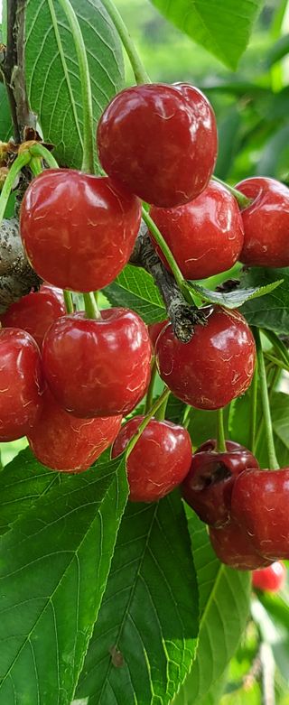 복주농장님의 자유주제 · 자유게시판 작성글 사진