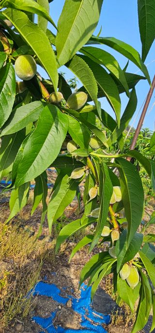 뿌리묘목농원님의 자유주제 · 자유게시판 작성글 사진