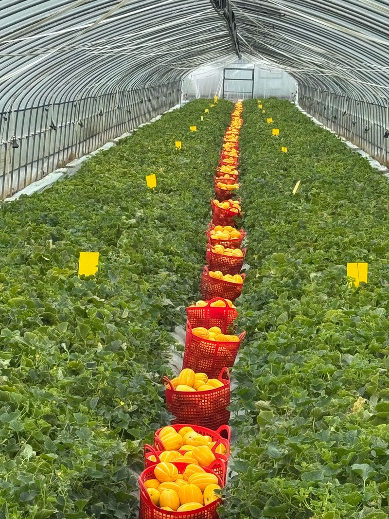 백만흠님의 장터 판매 상품 [성주백가참외 3kg 가정용] 첨부 사진