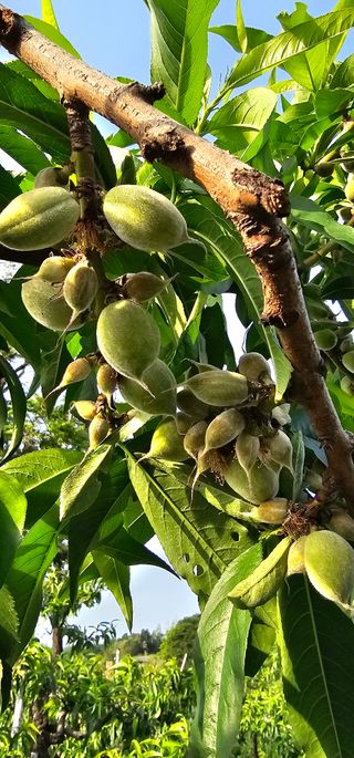 뿌리묘목농원님의 자유주제 · 자유게시판 작성글 사진