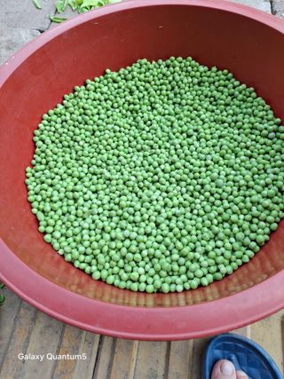 이세순님의 자유주제 · 자유게시판 작성글 사진