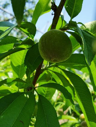우창구님의 🍎 농부님들! '적과'하셨나요? · 참여글 작성글 사진