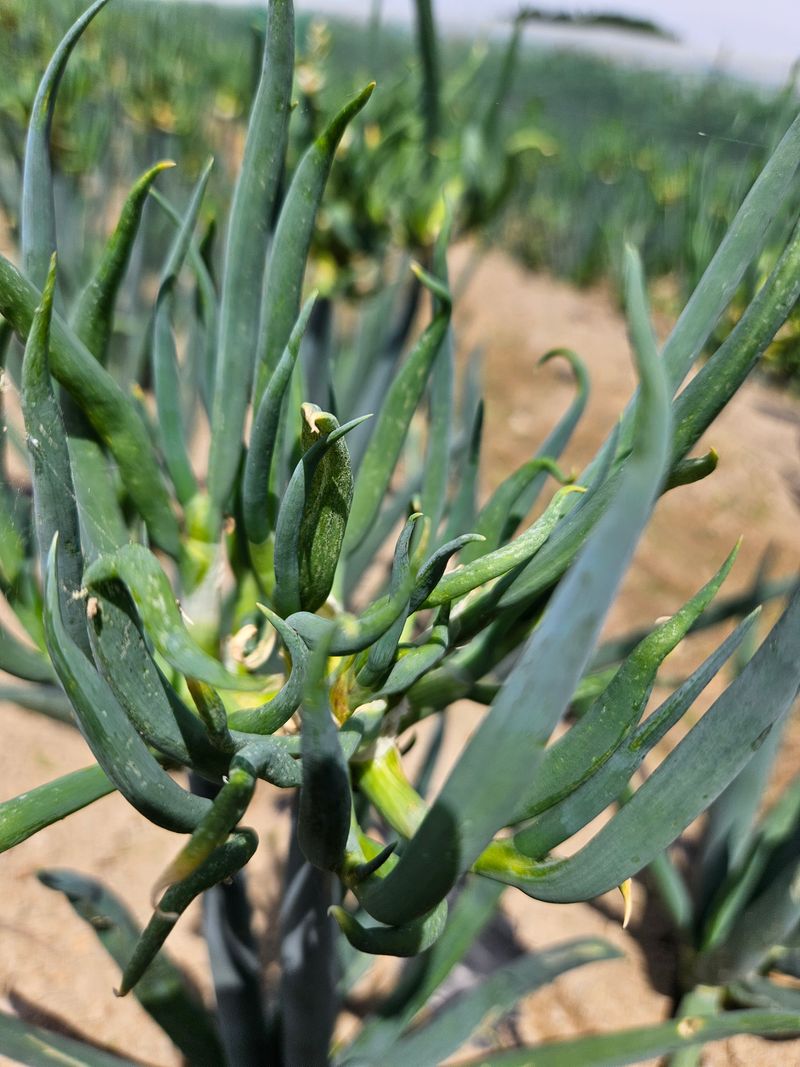 장터 상품 [삼동파  30주 70주 25000.50000] 썸네일