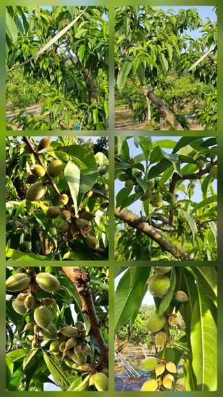 뿌리묘목농원님의 자유주제 · 자유게시판 작성글 사진