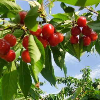 복주농장님의 자유주제 · 자유게시판 작성글 사진