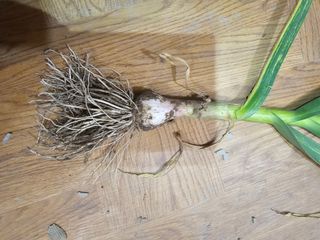 수선화님의 자유주제 · 자유게시판 작성글 사진