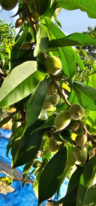 뿌리묘목농원님의 자유주제 · 자유게시판 작성글 사진