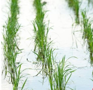 대산농사대장님의 벼 · 자유게시판 작성글 사진