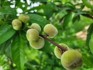 김안식~납작복숭아님의 🍎 농부님들! '적과'하셨나요? · 참여글 작성글 사진
