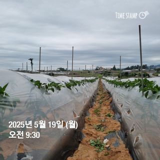 민들레님의 자유주제 · 자유게시판 작성글 사진