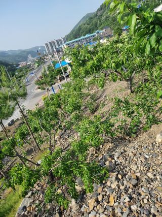 김용대님의 자유주제 · 자유게시판 작성글 사진