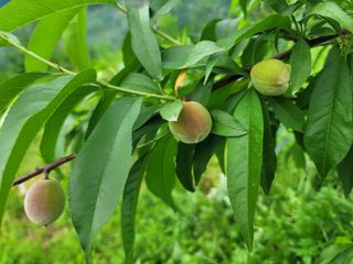 김안식~납작복숭아님의 🍎 농부님들! '적과'하셨나요? · 참여글 작성글 사진