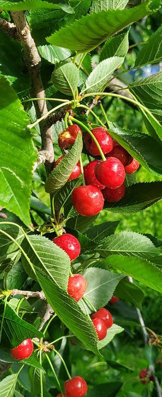 복주농장님의 자유주제 · 자유게시판 작성글 사진