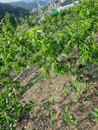 김용대님의 자유주제 · 자유게시판 작성글 사진