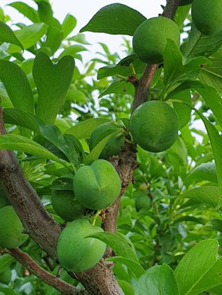우창구님의 🍎 농부님들! '적과'하셨나요? · 참여글 작성글 사진