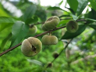 김안식~납작복숭아님의 🍎 농부님들! '적과'하셨나요? · 참여글 작성글 사진