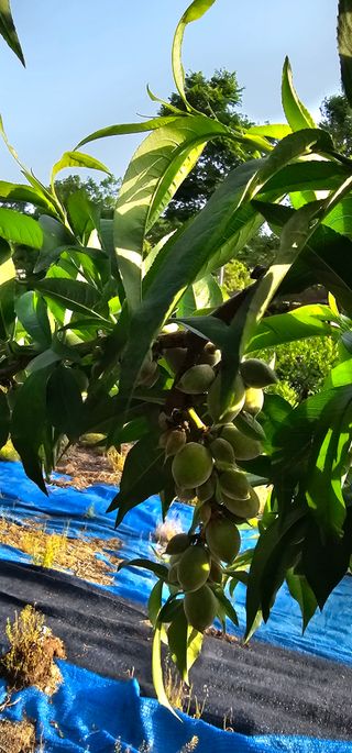 뿌리묘목농원님의 자유주제 · 자유게시판 작성글 사진