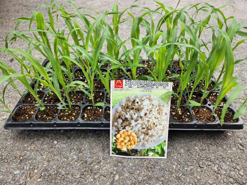 안산제일농약사님의 장터 판매 상품 [팝콘용옥수수모종 마지막2판] 첨부 사진